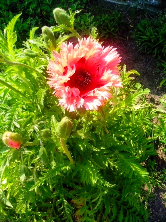 Что за чудо-цветочек?