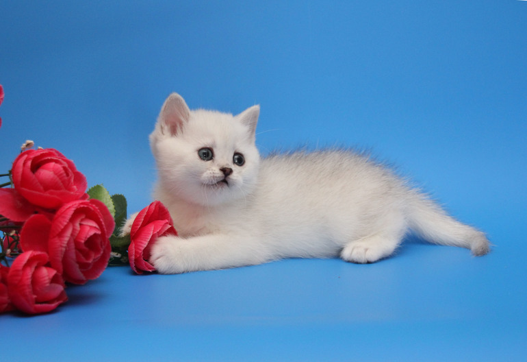 Британские серебристые котята