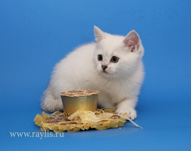 Британский серебристый котик