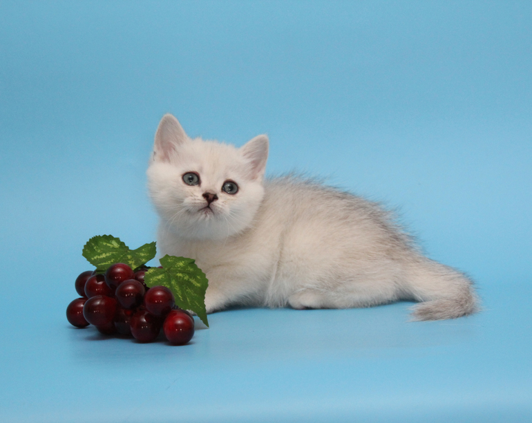 Британские серебристые котята