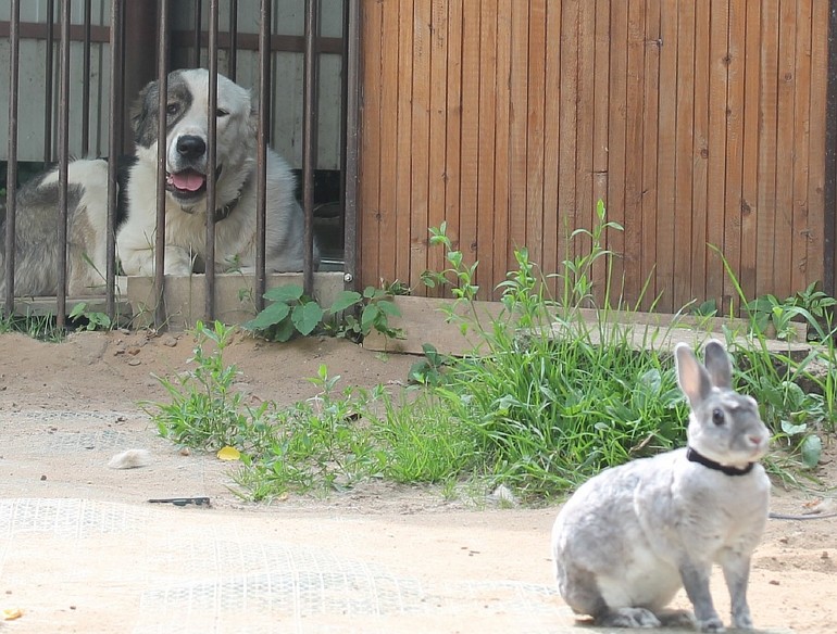 Алабайчик и зайчик)) Кадры дня))