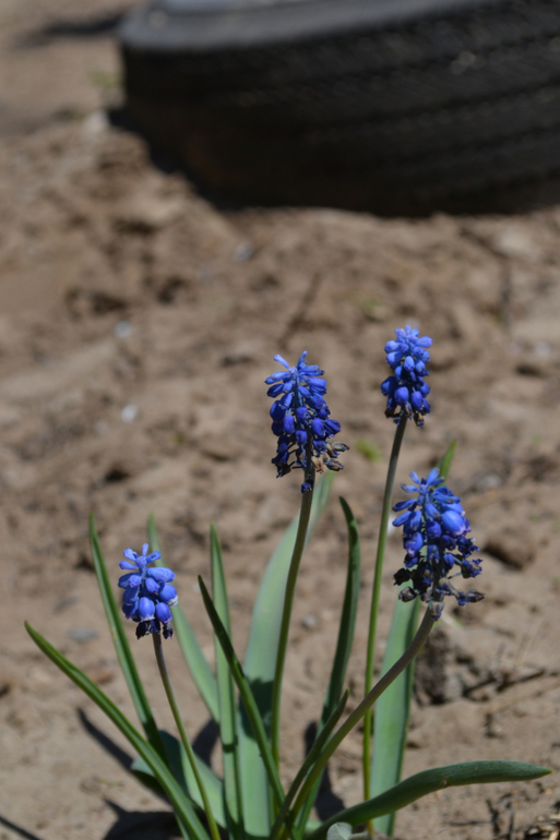 Сакура цветет, ну как сакура, вишня садовая и китайка ))))
