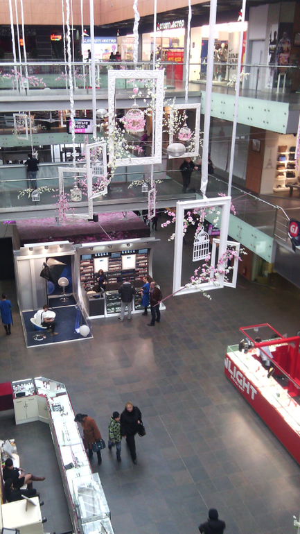 Торгушка цветет