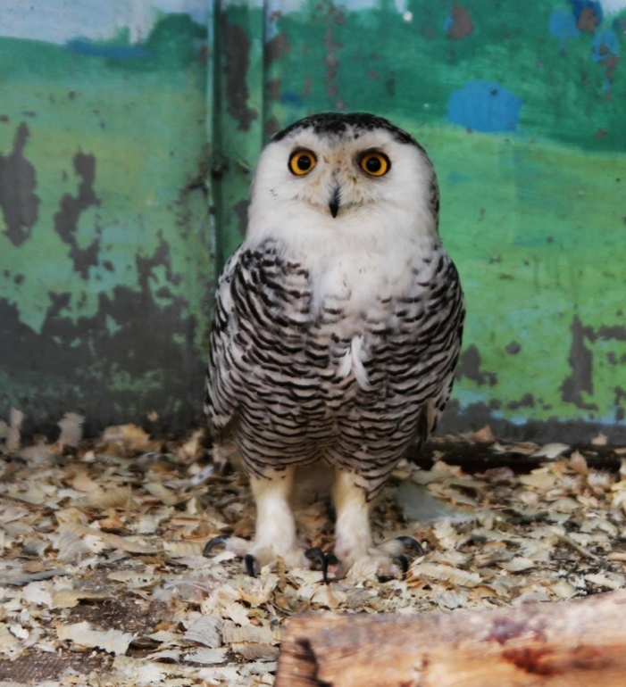 Томская Писаница! что соскучилась я по ней... (утомительный пост)