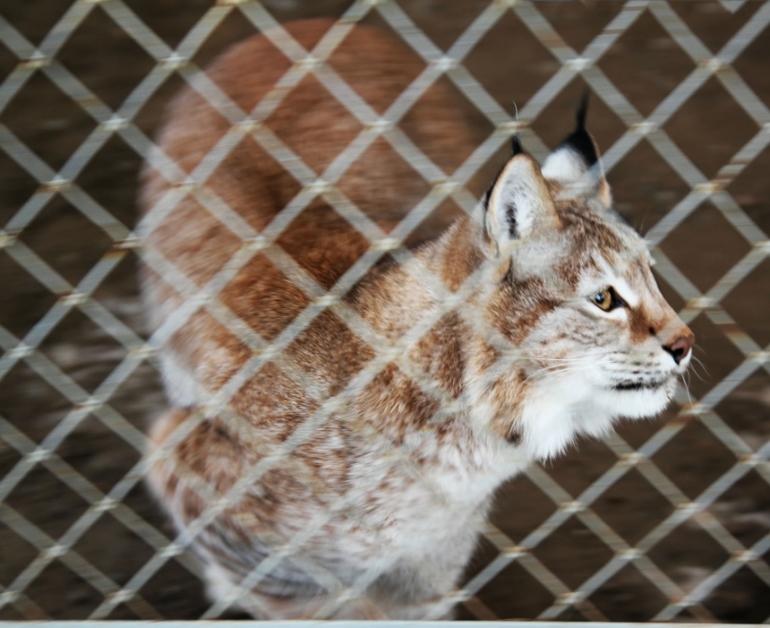 Томская Писаница! что соскучилась я по ней... (утомительный пост)