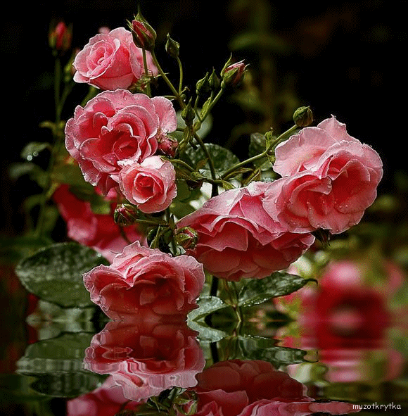 С Днем Рождения Катюша!