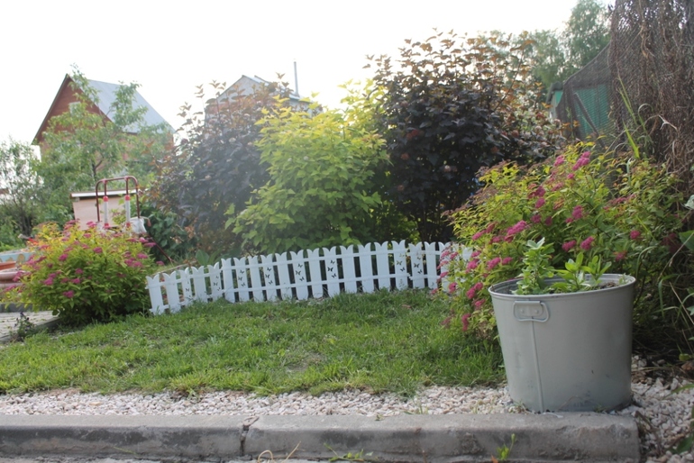 Цветы, цветочки на нашей даче ( немного фото часть 2)