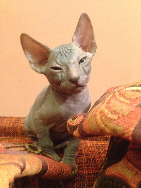 Про наших ушастых деток!)