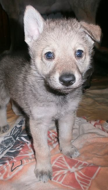 Одно ушко уже стоит :)