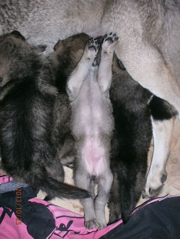 А нашенькая-то самая хорошенькая :)