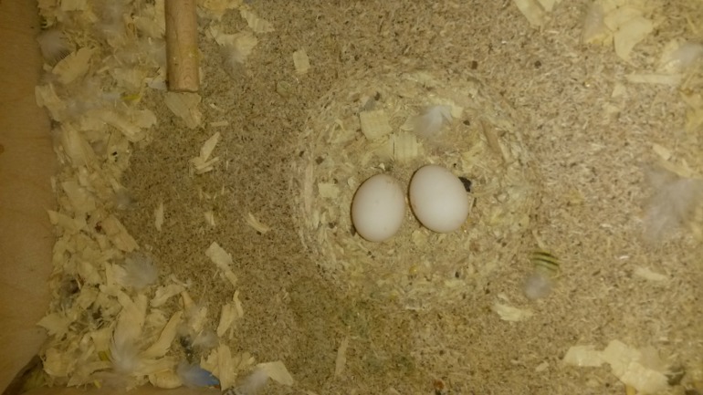 Моя курица))))))