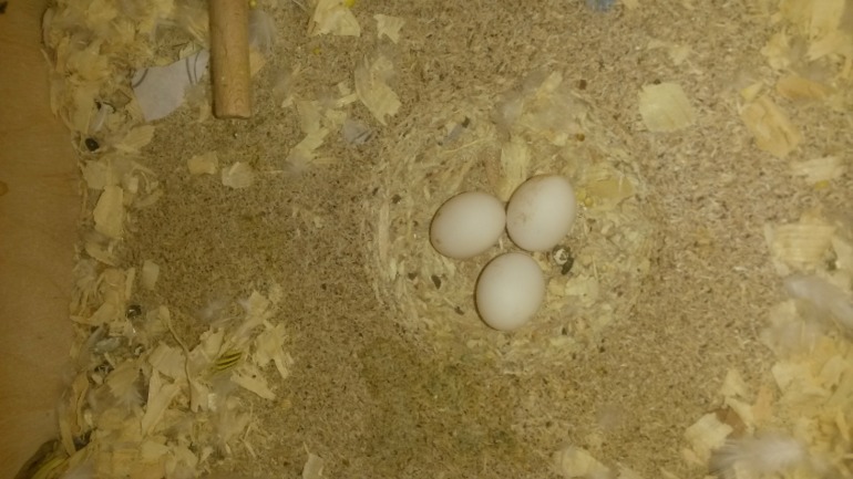 Моя курица))))))