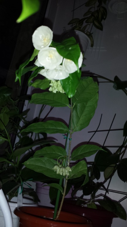 Hoya wallichii  и hoya flagellata.