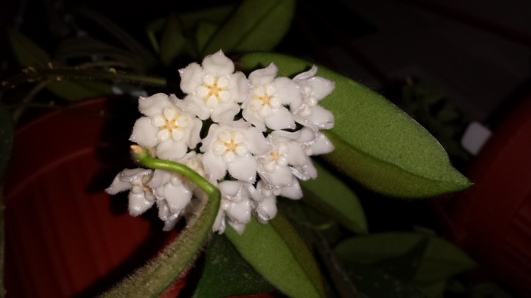 Hoya thomsonii