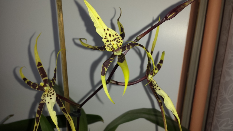 Brassia Toscana