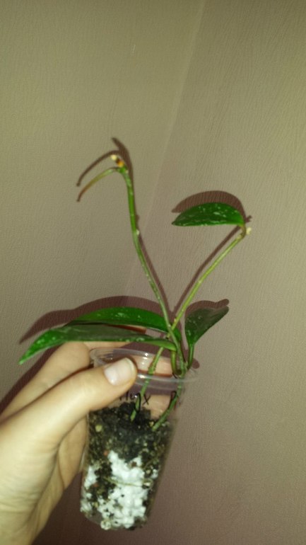 Продаю черенки Хойй. Очень красивоцветущие растения.  Санкт-Петербург