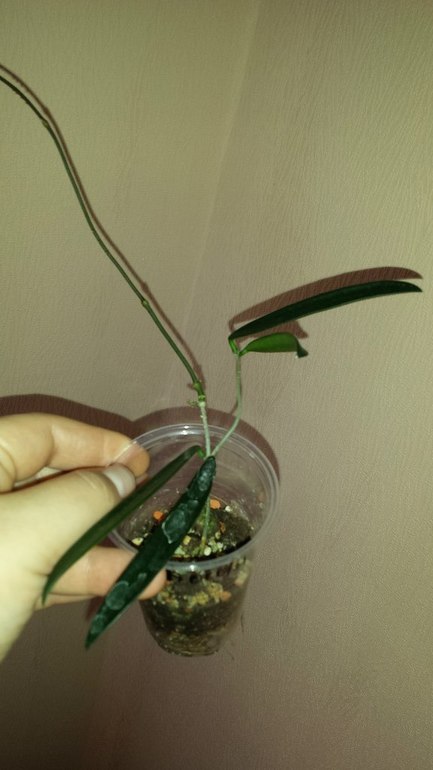 Продаю черенки Хойй. Очень красивоцветущие растения. Санкт-Петербург