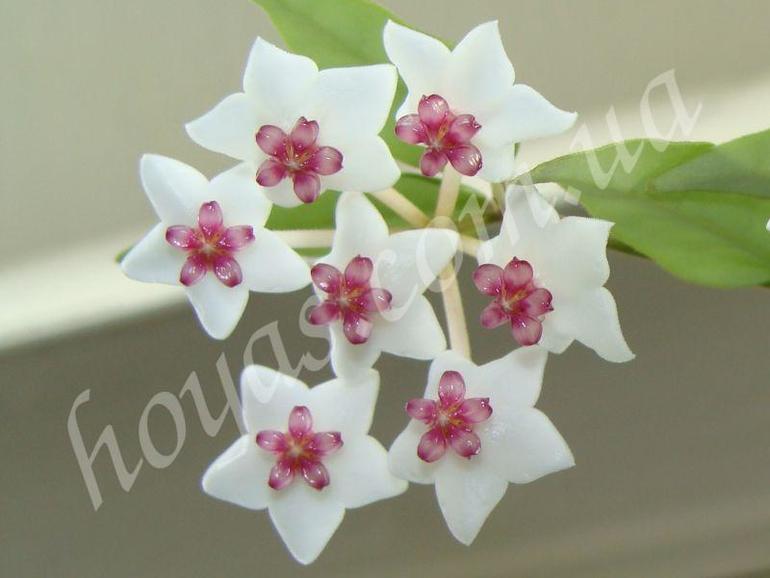 Продаю черенки Хойй. Очень красивоцветущие растения. Санкт-Петербург