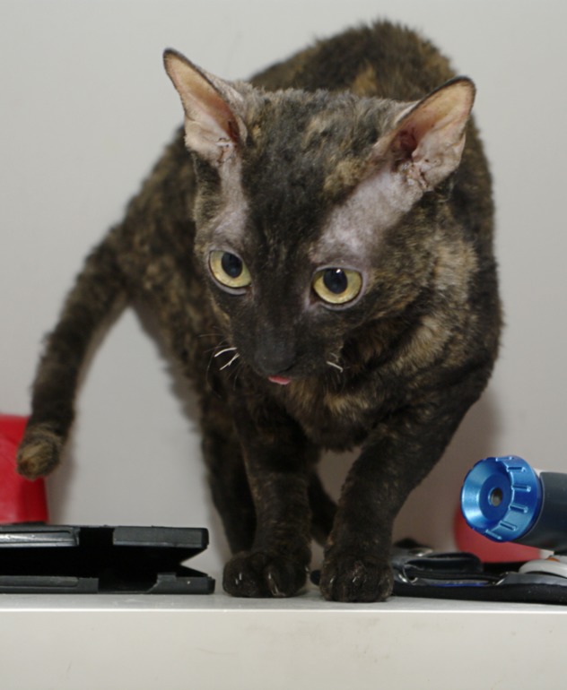 Корниш-рекс бесплатно.