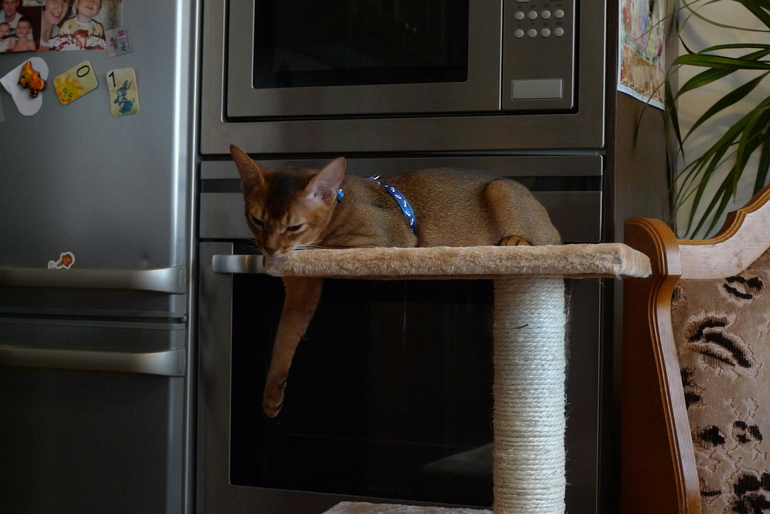 Кот - засранец, это навсегда?