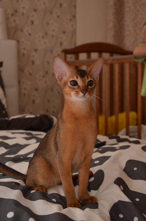 мой Абиссинец! Дикого окраса и характера такого же