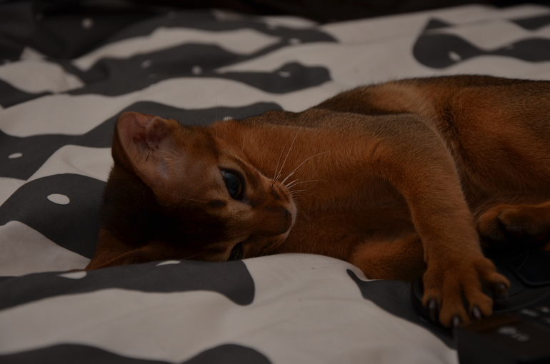 мой Абиссинец! Дикого окраса и характера такого же