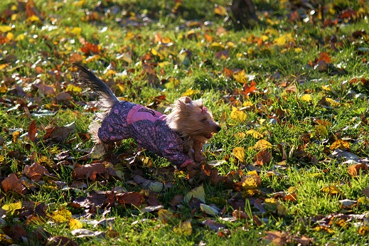 Мой любимый тЫрьер!