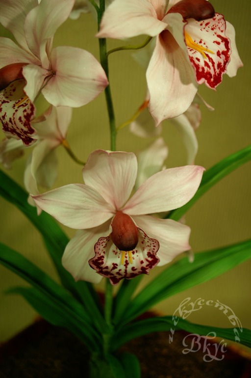 Торт с орхидеей "Цимбидиум"