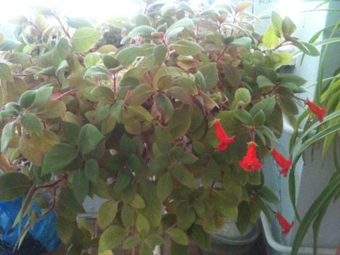 Что за цветы?