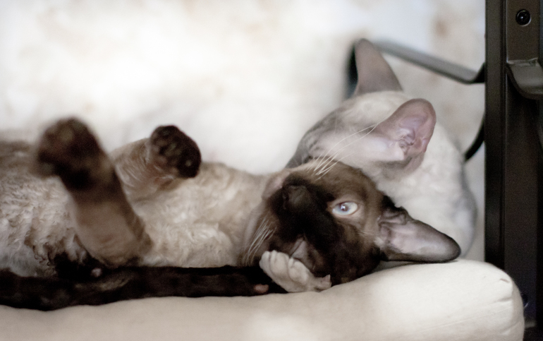 Мои котейки - Робин и Машка.