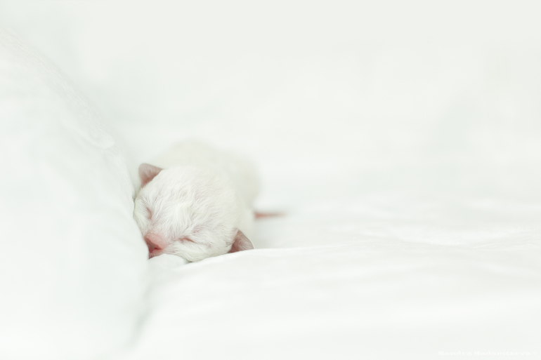 Мои котейки - Робин и Машка.