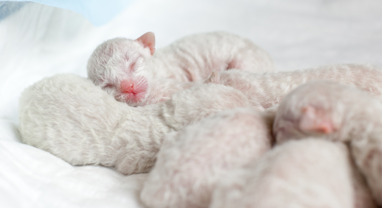 Мои котейки - Робин и Машка.