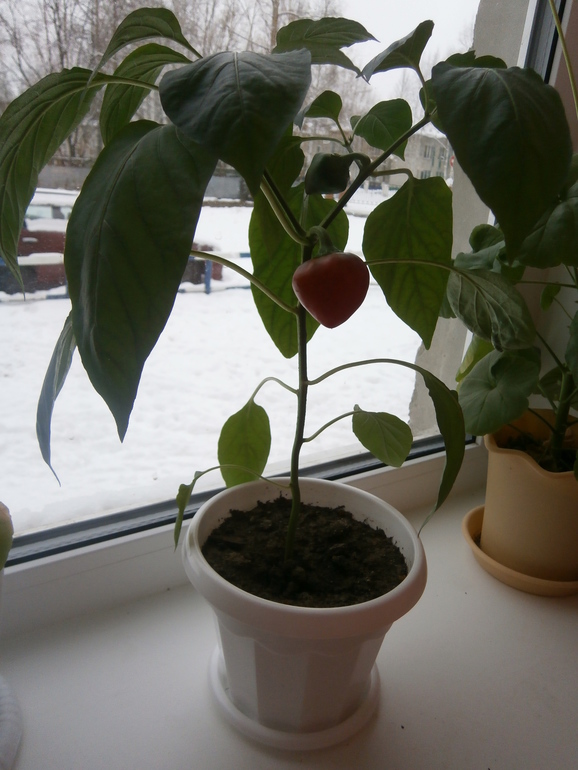 Мои конфетки.