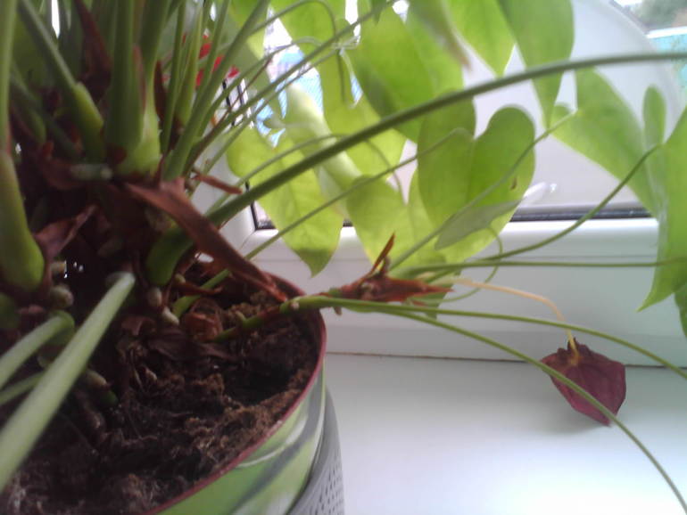 Антуриум-посоветуйте как лучше рассадить