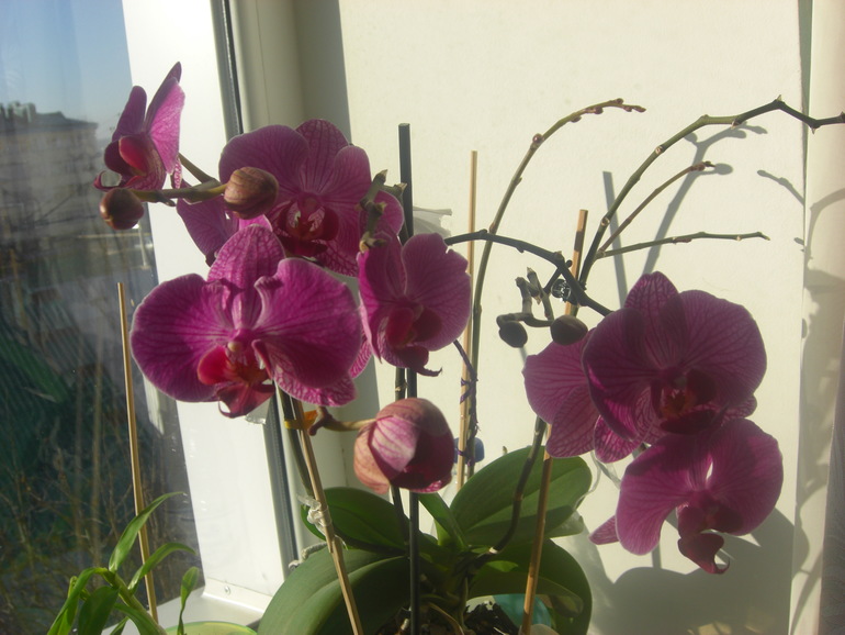 Моя красотка фаленопсис