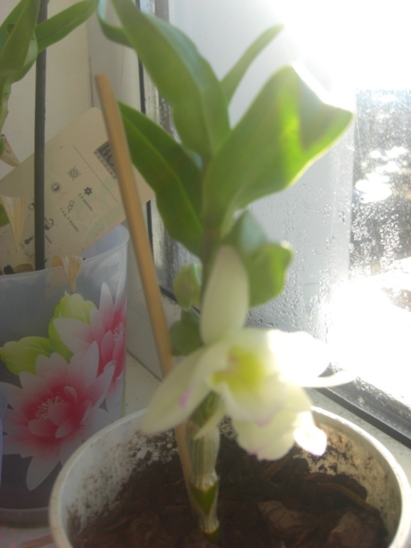 Наконецто зацвел дендробиум-2 года ждала=)