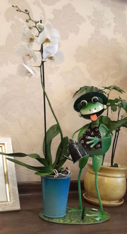 Моя красота позабытая!