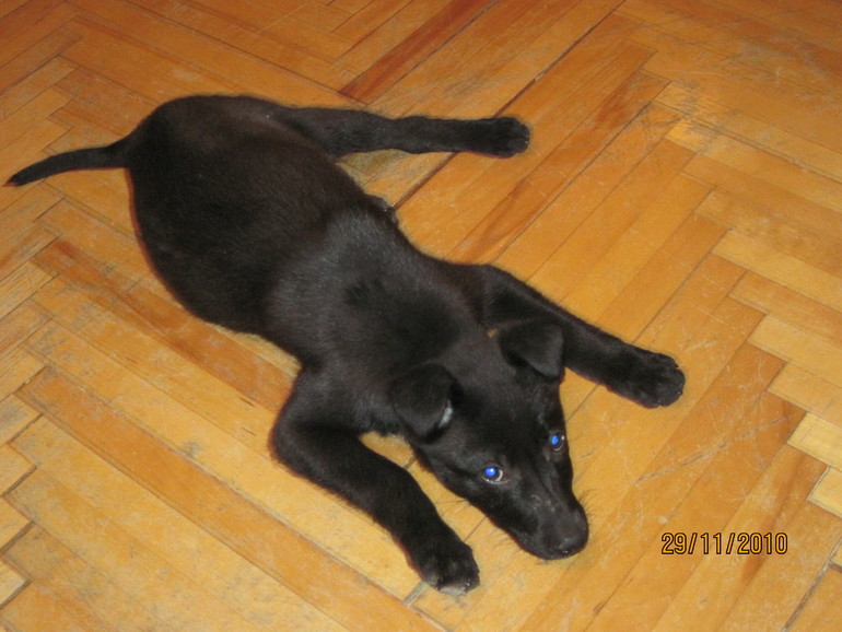 Зверье мое!