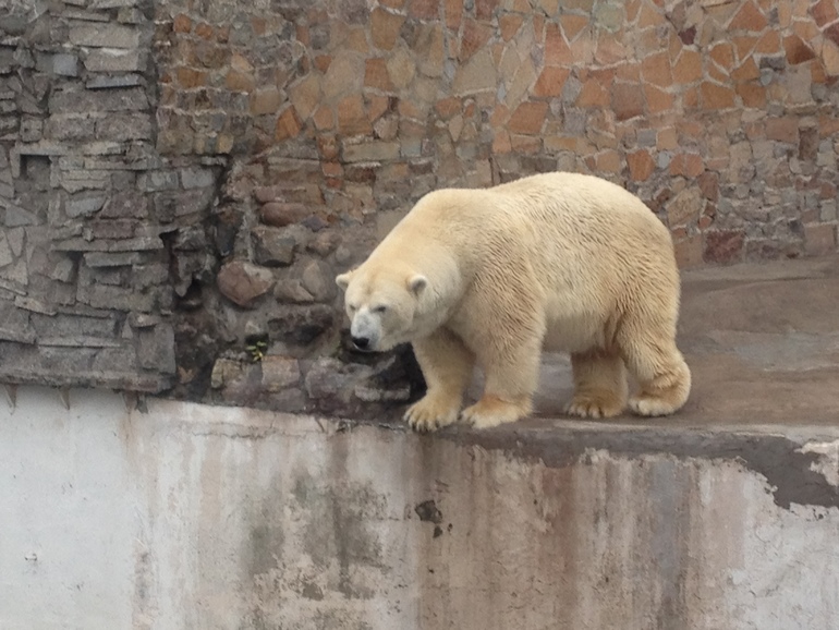 Алиса и жираф