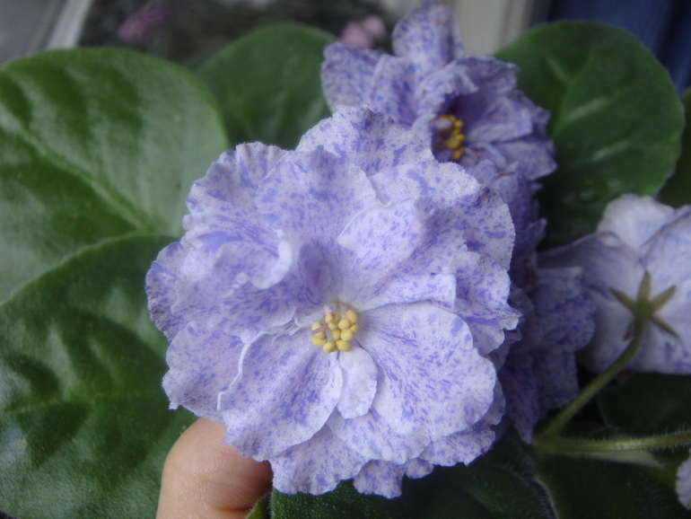 Мои фиалочки