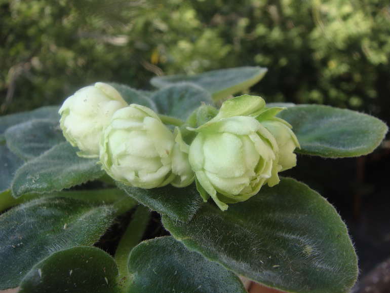 Мои фиалочки