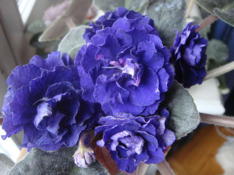 Мои фиалочки