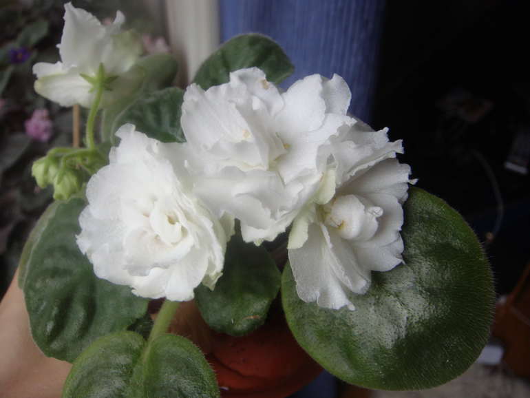 Мои фиалки (продолжение)