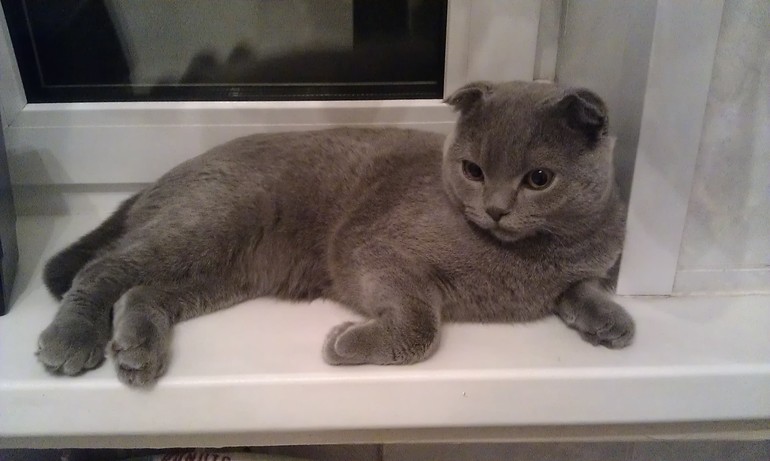 Вор в доме! или наглая серая морда))