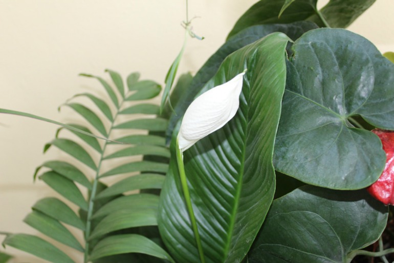 Мой мини РАЙ!