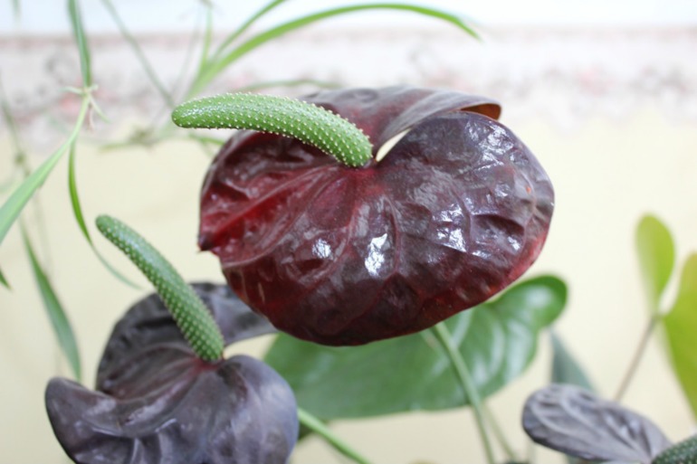 Мой мини РАЙ!