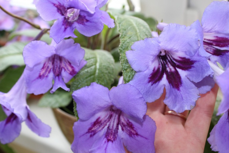 Мой мини РАЙ!