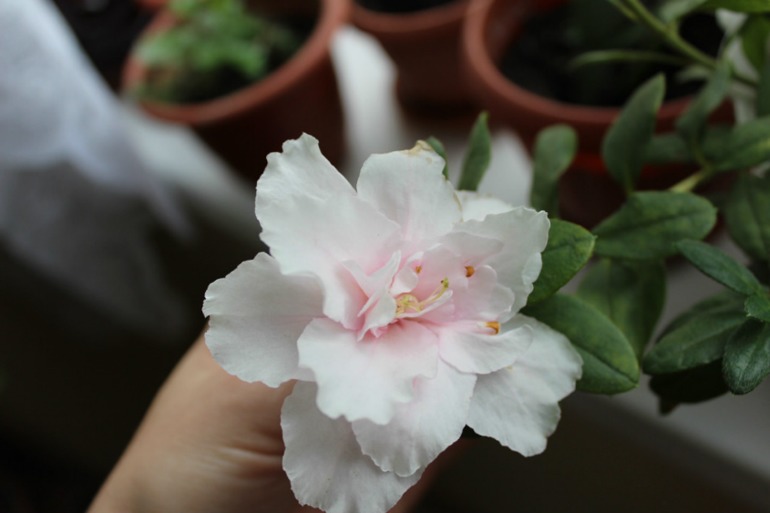 Мой мини РАЙ!