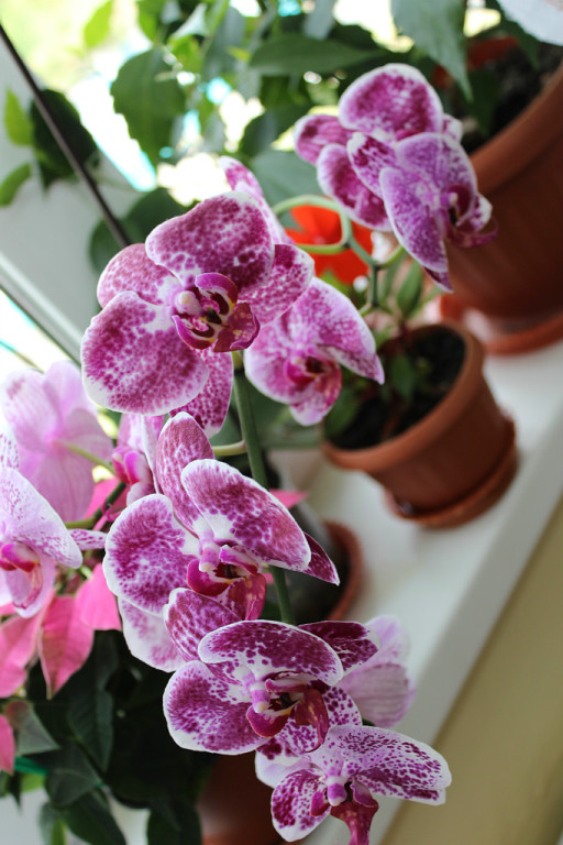 Мой мини РАЙ!