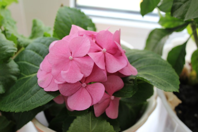 Мой мини РАЙ!